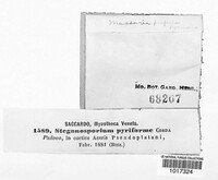 Prosthecium pyriforme image
